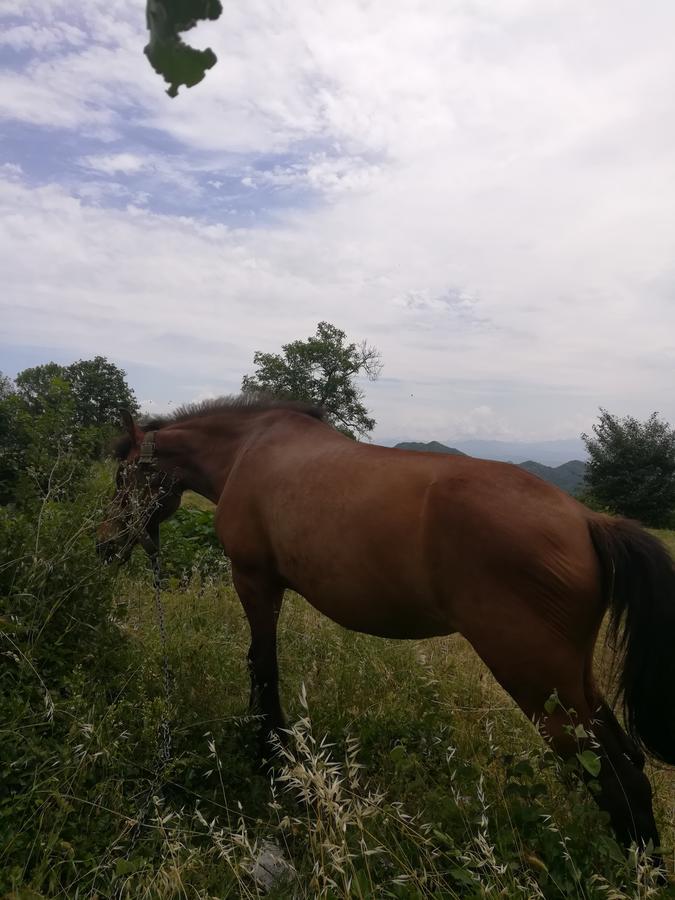 Camp Oaza,Lipa Hotel Cetinje Bagian luar foto